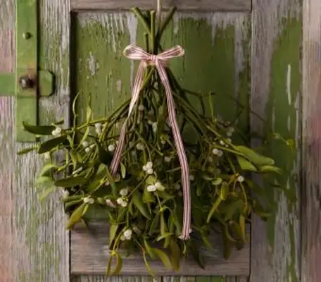 Muérdago navideño con lazo de cinta roja y blanca