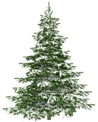 나뭇 가지에 눈이 전나무 트리