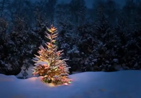https://cf.ltkcdn.net/christmas/images/slide/253928-850x595-9_christmas-tree-in-snow.webp