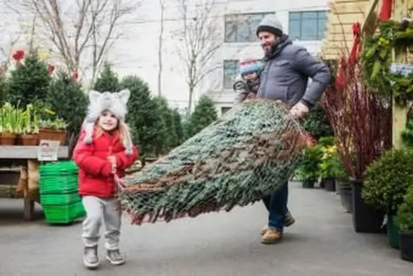 família carregando árvore de natal embrulhada