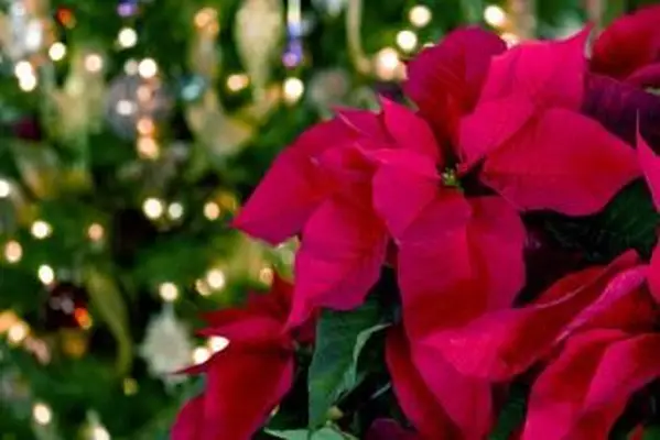 포인세티아와 크리스마스 조명 배경