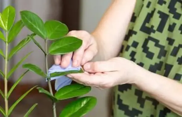 esfregando poeira de folhas de flores