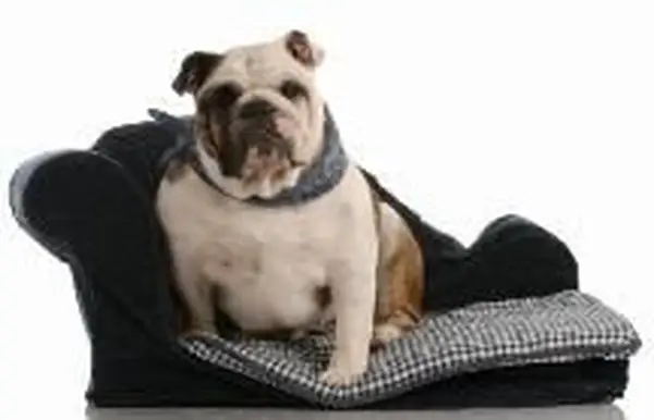 Eliminare le macchie di animali domestici con l'aceto