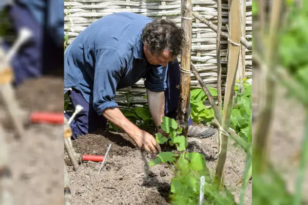 עבודות הגינון של מונטי ליוני