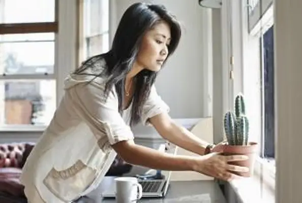 Młoda kobieta przenosi roślinę kaktusa na parapet