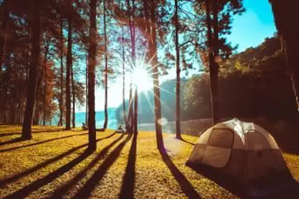 Kemp a stan pod borovicovým lesom