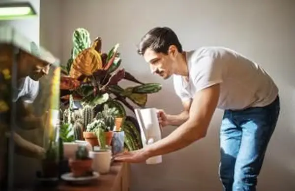 Hombre regando plantas de cactus en su sala de estar
