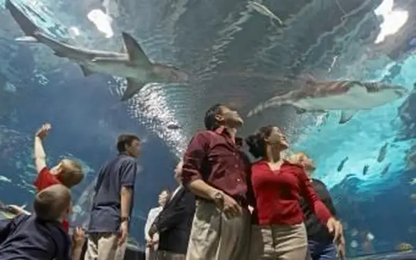 Vista interna dell'acquario di Newport