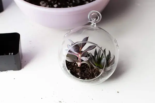 Make Your Own Floating Terrariums