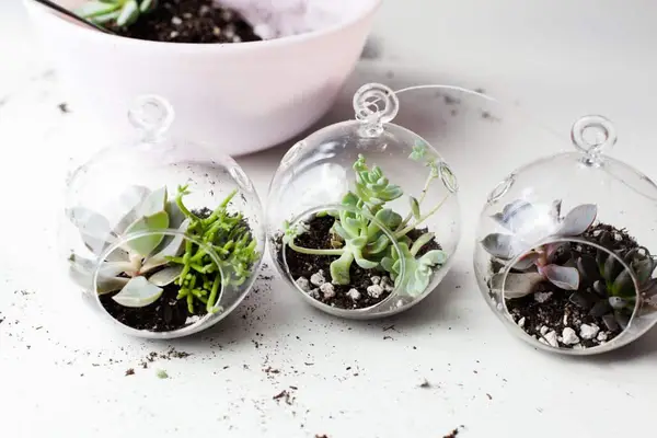 Make Your Own Floating Terrariums