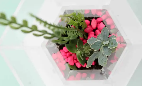 Make A Terrarium Desk Organizer