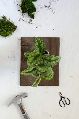 DIY Wall Mounted Plants AKA Living Art