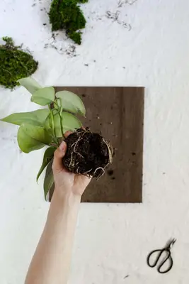 DIY Wall Mounted Plants AKA Living Art