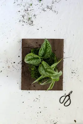 DIY Wall Mounted Plants AKA Living Art