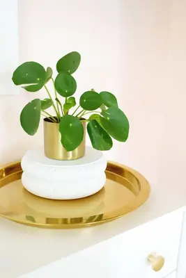 a plant on the fluted plant stand