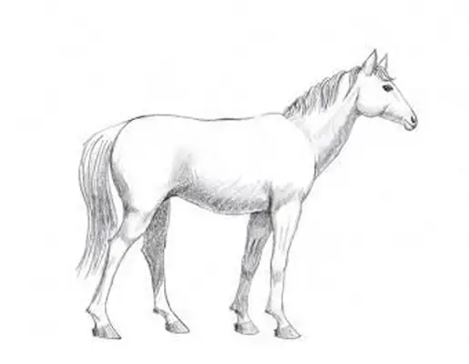 Como desenhar um cavalo