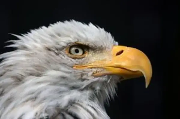 Bald_eagle.webp