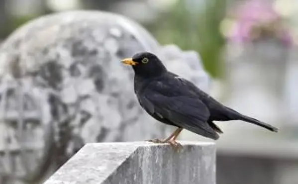 Europäische Amsel Turdus merula auf Grabstein