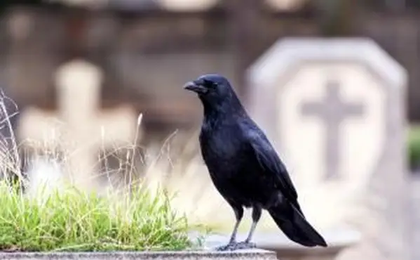 Rabe auf einem Friedhof