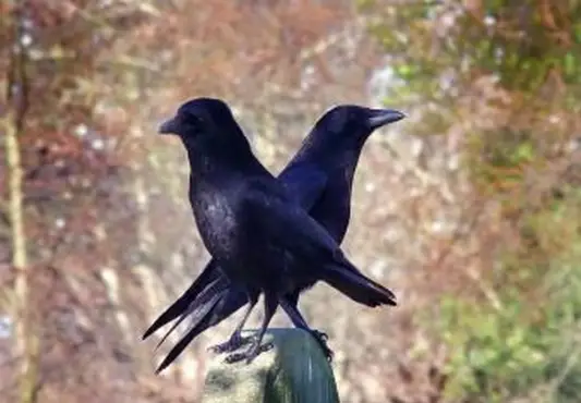Krähen hocken auf Grabstein im Friedhof Ce