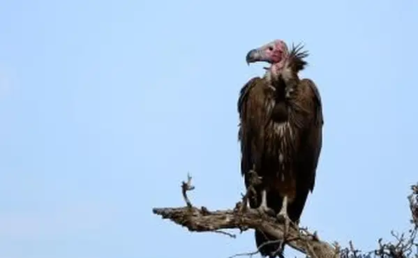Bussard hocken auf Baum gegen den klaren Himmel