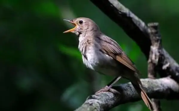 Singende Nachtigall im dunklen Wald