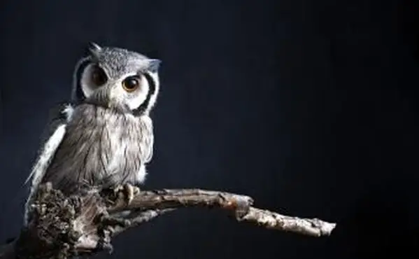 Eule sitzt auf einem Ast