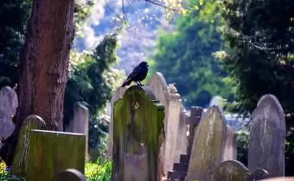 Welche Vögel sind Symbole des Todes?