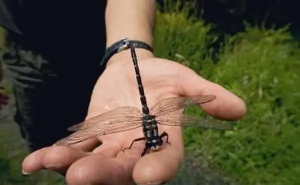 Vážka čierna čierna