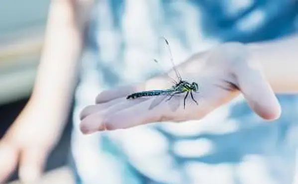 Symbolické významy vážky súvisiace so smrťou