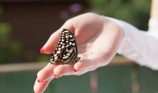 Significato delle farfalle in associazione con la morte
