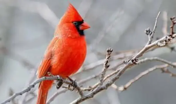 Erforschung der biblischen Bedeutung und Symbolik des Roten Kardinals