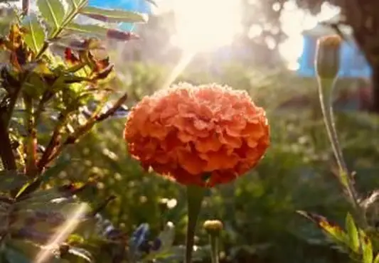 Raggio di sole e fiore di calendula