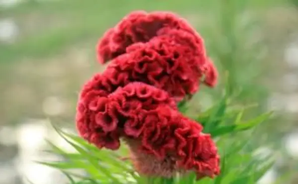 Cresta di gallo rossa