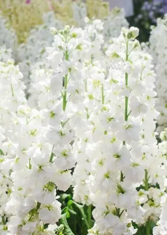 Matthiola Incana