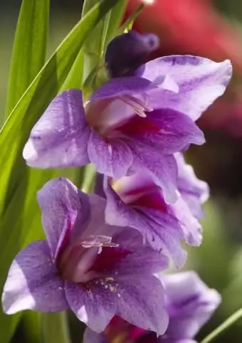 Gladiolo fiore viola