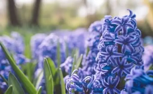 פרחי כרכום סגולים