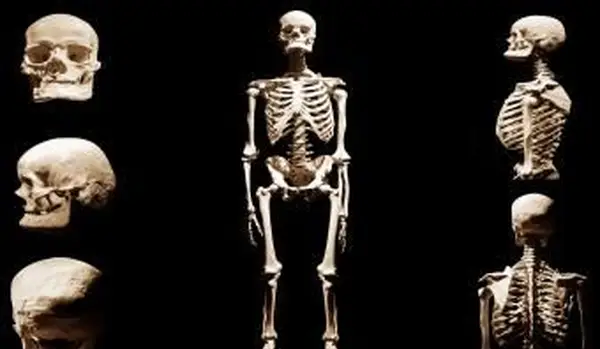 שלד אנושי מוות אנטומי