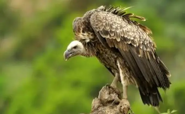 נשר יושב על קיטור עץ