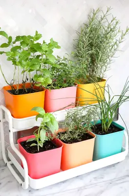 Make a Colorful Indoor Herb Garden
