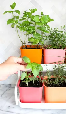 Make-a-Colorful-Indoor-Herb-Garden-click-through-for-tutorial_