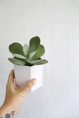 Avventure con la buccia