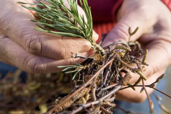 Pushing the sprigs into the wreath