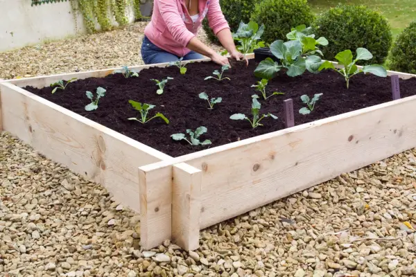 How to build a raised vegetable bed