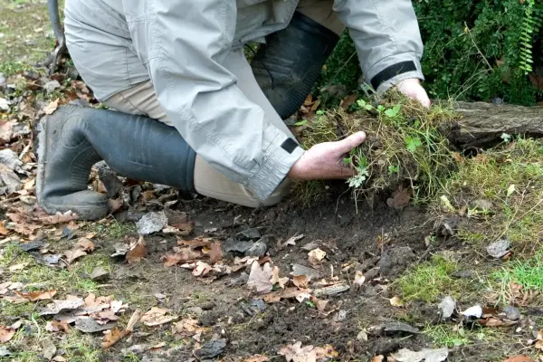 Make a beetle bump - covering the mound with soil and plant material