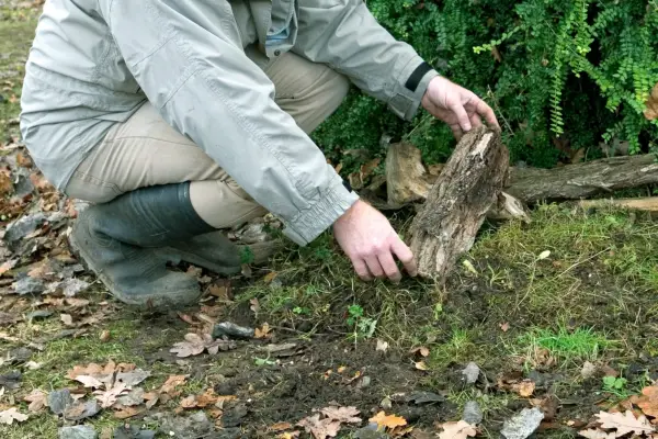 Make a beetle bump - finishing off with logs