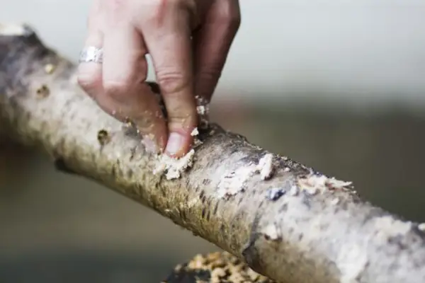 Stuffing suet into the holes