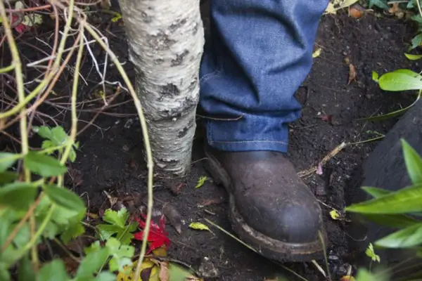 Firming the log into the ground
