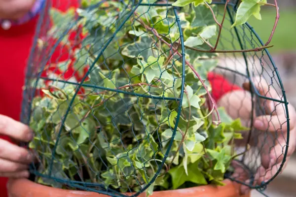 Placing the topiary frame over the ivy plants