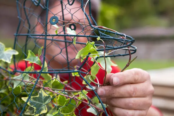 Tying the ivy to the frame
